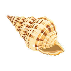 Fototapeta premium Conch shall isolated white vector illustration