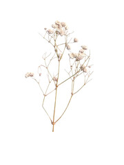 Pressed Baby's Breath