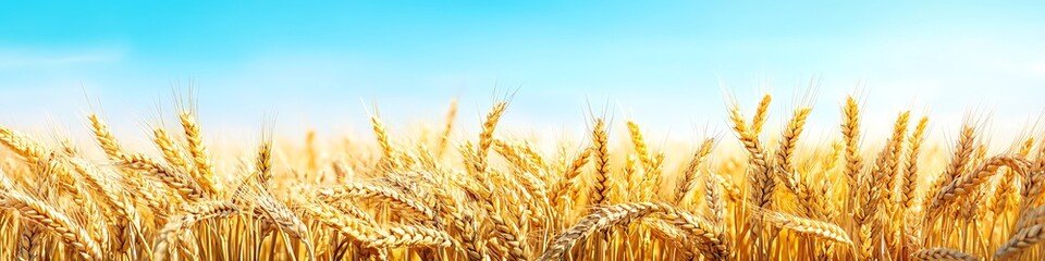 Fototapeta premium A warm, golden wheat field under a clear sky with text space