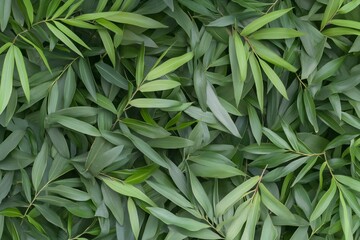 Fototapeta premium Lush green foliage background texture. (6)