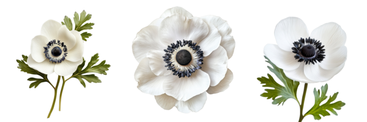 Three White Anemones Composition, Isolated on Transparent Background, Floral Design Element, Botanical Illustration, Anemone, Floral, PNG