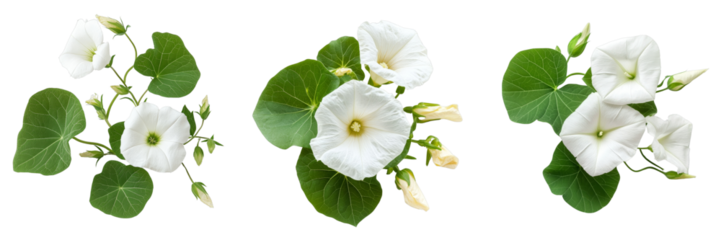 Triple White Moonflower Composition Isolated on Transparent Background, Botanical Illustration, Floral Design, Moonflower, White Flower, Floral Arrangement