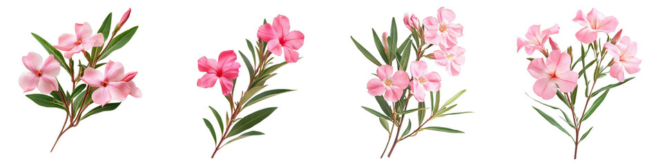 Fototapeta premium Four Pink Nerium Oleander Flower Bouquets, Isolated on Transparent Background, Digital Painting, Floral Illustration, Nerium, Oleander, Botanical
