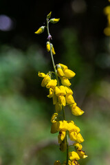 Lembotropis nigricans grows in the wild. A delicate branch of yellow flowers on Cyni Broom Shrub