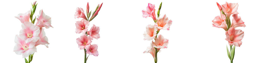 Naklejka premium Four Pink Gladiolus Flowers, Isolated on Transparent Background, Floral Composition, Spring Bloom, Botanical Illustration, gladiolus, flower, pink