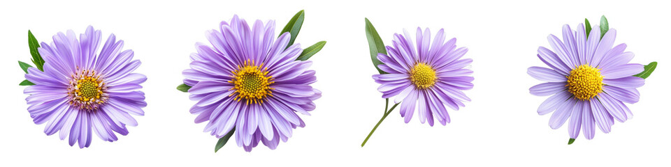 Four Lilac Aster Flowers, Isolated on Transparent Background, Floral Composition, Botanical Illustration, Aster, Lilac Flower, Floral Design