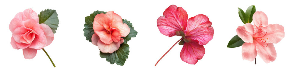 Naklejka premium Pink flowers isolated on white, floral, blossom, botanical, nature