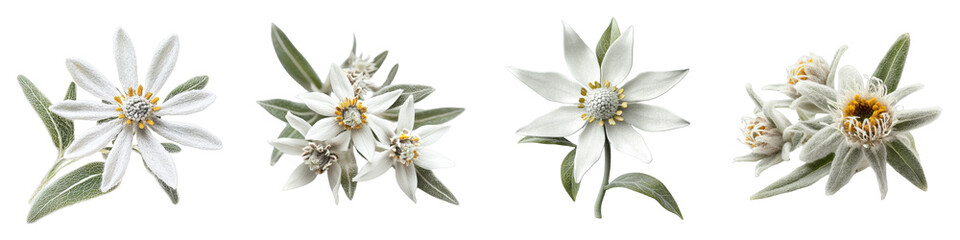 Edelweiss Flower Composition Four Isolated Blooms on Transparent Background, Botanical Illustration, Alpine Flora, Edelweiss, Alpine Flower, Flora
