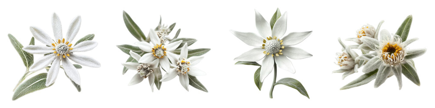 Edelweiss Flower Composition Four Isolated Blooms on Transparent Background, Botanical Illustration, Alpine Flora, Edelweiss, Alpine Flower, Flora