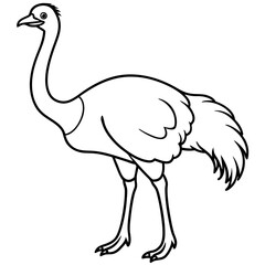 Sleek Ostrich Outline in Vector Style