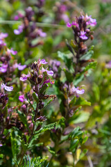 In summer, Teucrium chamaedrys grows in the wild among grasses