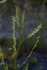 Melilotus albus or honey clover white flowers with green