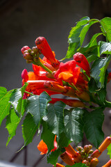 Bright red flowers of the trumpet vine or trumpet creeper - Campsis radicans