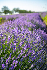 Naklejka premium Beautiful image of lavender field over summer sunrise landscape. Blooming lavender field close-up.