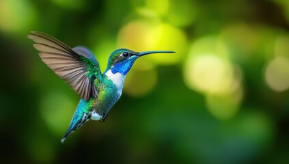 Obraz premium Vibrant Hummingbird in Flight Captured Amidst Lush Greenery and Soft Bokeh Effect Showcasing Nature's Beauty and Delicate Features of Avian Life