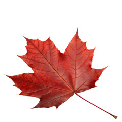 Red maple leaf Isolated Trasnparent Background, Png Isolated, Trasnparent Background