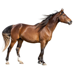 Naklejka premium Portrait of a horse Isolated Trasnparent Background, Png Isolated, Trasnparent Background