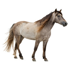 Obraz premium Portrait of a horse Isolated Trasnparent Background, Png Isolated, Trasnparent Background