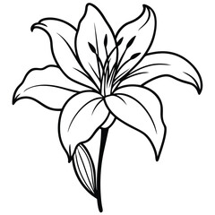 lily flower isolated on white