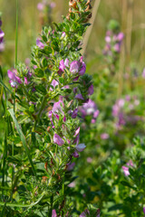 In the wild, Ononis arvensis blooms in the meadow