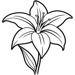 lily flower isolated on white