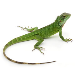 Fototapeta premium Full body of a green lizard Isolated Trasnparent Background, Png Isolated, Trasnparent Background