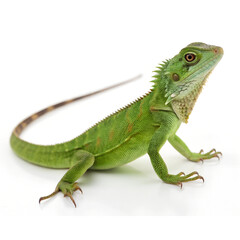 Fototapeta premium Full body of a green lizard Isolated Trasnparent Background, Png Isolated, Trasnparent Background