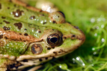 Macro photography of the head of the Perez's frog (Pelophylax perezi)