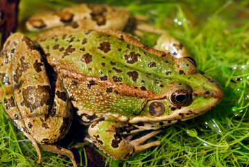 Close-up photo of the Perez's frog (Pelophylax perezi)