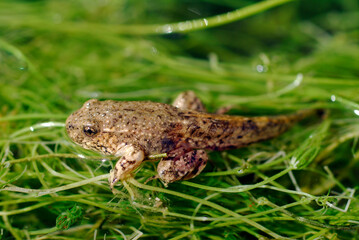 Photograph of a tadpole in the tetrapod phase of Perez's frog (Pelophylax perezi)