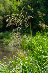 On the banks of the river and in the water, the forage grain Glyceria maxima grows