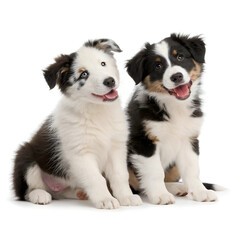 Fototapeta premium Cute dogs two border collie puppy Isolated Trasnparent Background, Png Isolated, Trasnparent Background