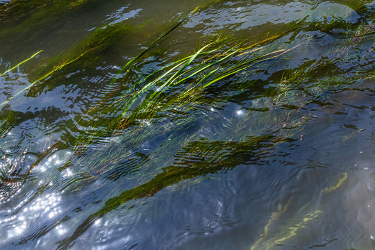 Water plants in the river - Pondweed - Potamogeton natans