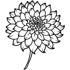 black and white marigold