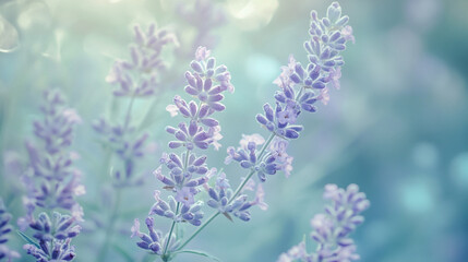 Obraz premium Soft lavender flowers in a tranquil garden setting peaceful purple blossoms in nature beautiful floral