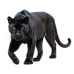 Fototapeta premium Black panther walking towards Isolated Trasnparent Background, Png Isolated, Trasnparent Background