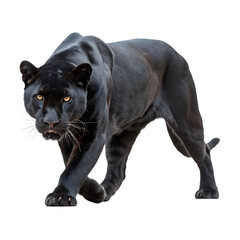 Naklejka premium Black panther walking towards Isolated Trasnparent Background, Png Isolated, Trasnparent Background