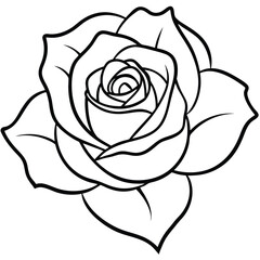 white rose isolated on black