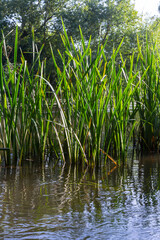 Fototapeta premium On the banks of the river and in the water, the forage grain Glyceria maxima grows