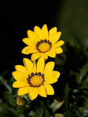 Obraz premium Colorful Gazania flowers autumn bloom