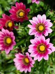 Colorful Gazania flowers autumn bloom