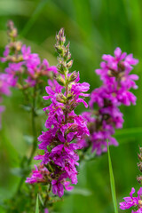 Purple loosestrife Lythrum salicaria inflorescence. Flower spike of plant in the family Lythraceae,...