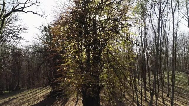 trees in the forest