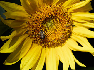 Sunflower blooming on a sunny day with bees