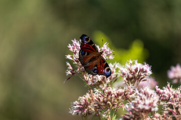 Butterfly on flower: Peacock eye collects nectar.