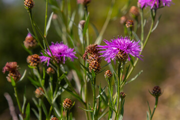 Blooming meadow knapweed, Centaurea jacea, on the meadow