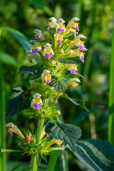 Summer among the wild herbs blossoms of nettle Galeopsis speciosa