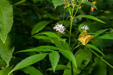 Sambucus ebulus blooming in natural habitat