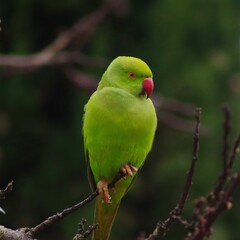 Un éclat d’Asie en Europe : Portrait d'une perruche à collier