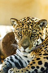 close up jaguar in zoo